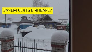 22 января - первый посев томатов. 