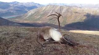Yukon Mountain Caribou 2017- Donof