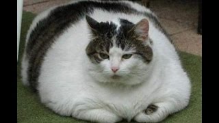 The best Cat Fails 2016