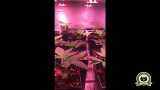 4  Seguimiento marihuana LEC Criti 13 15 dias