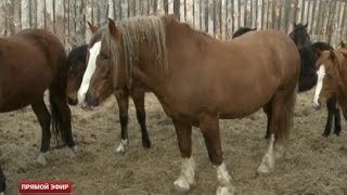 Свердловские фермеры запустили производство деликатесов из конины