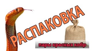 Распаковка пары красных плюющихся кобр