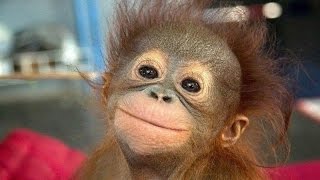 Самые смешные животные видео до слез