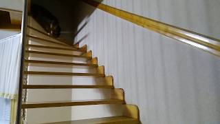 Найдёныш сутки где-то бродила, а Альма неустанно её искала и нашла.)