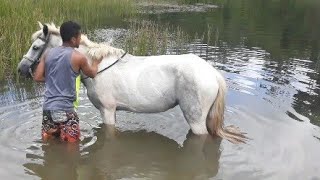 Tratando minha égua