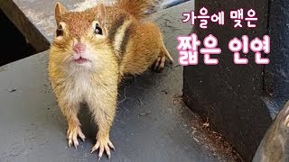 [ENG] 가을에 맺은 짧은 인연 Brief Encounter With A New Chipmunk Friend