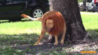 LION PRANK!!! Шалун Лев!!!