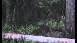 Veelvraat in Finland