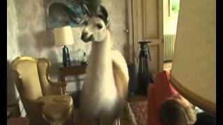 CHEZ MOI Y A UN LAMA... (Hippocampe Fou)