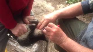 Castration part two