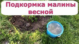 306. ВАЖНЕЙШАЯ подкормка малины  Чем, когда и как.
