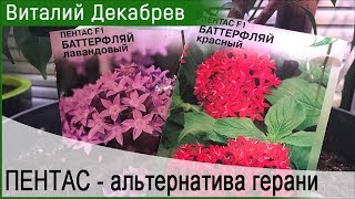 ПЕНТАС - альтернатива герани. Посев.