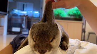 カワウソとお腹をくっつけ合って寝たら気持ちよかった It felt good to sleep with an otter on my belly.