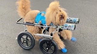 Special needs dog becomes source of joy and inspiration for millions