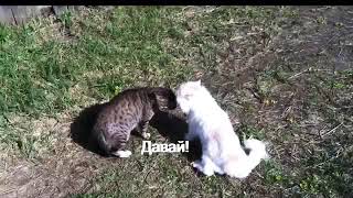 Prikolni dodasi mushuklar ®azborkasi/кот говорить лучший смешной прикол