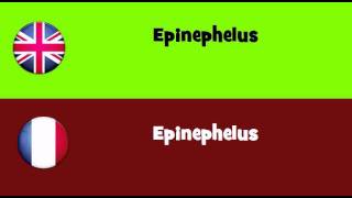 FROM ENGLISH TO FRENCH = Epinephelus