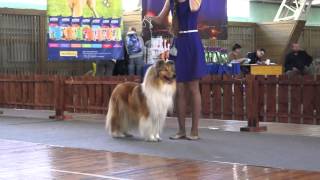 Моно колли "Золотой Кубок Сибири" 26.04.2015г. г. Новосибирск-2