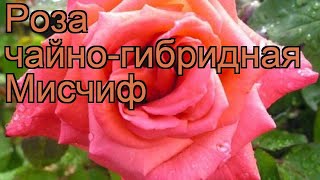 Роза чайно-гибридная Мисчиф (rose mischief) ? роза Мисчиф обзор: как сажать саженцы розы Мисчиф