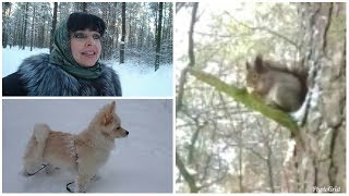 Гуляем в лесу со Шпицем (7 мес.) / Сегодня выпало много снега /Попали к Белке на обед