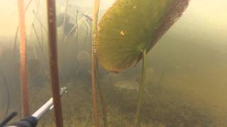 Подводная охота. Озеро Кирьяк (Kirjakjärv), 26 мая 2014 года