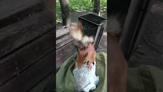 Копия Длинноухого нашла у меня шишки / The squirrel found the cones