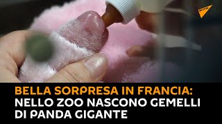 Bella sorpresa in #Francia: nello zoo nascono gemelli di #panda gigante