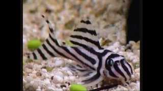 Rare Plecos