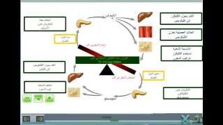 آلية المحافظة على توازن السكر في الدم