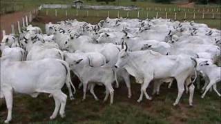 GERAL 7 VACAS PARIDAS LOTE 55 A0 64