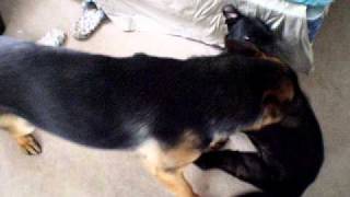 Pitbull vs german shepherd
