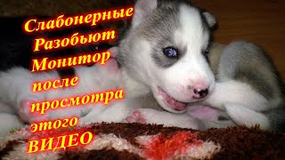 ВТОРАЯ ВОЛНА КАКАШЕК
