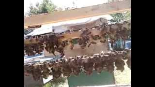 futkris produqtebi. ფუტკრის რძისა და დედების წარმოება. mefutkre  სოსო ნადირაშვილი.