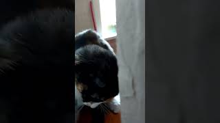 киска малышка играет. трехцветная редкий зверек. кошка Мура