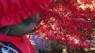 【大山寺・大山阿夫利神社下社の紅葉 (4K)】 神奈川県 伊勢原市 November.21.2017 Autumn leaves