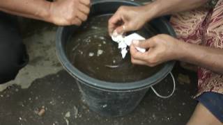 Tutorial Pembuatan konsentrat kering milik pak Eko Lumajang untuk kambing/sapi dengan pola HCS
