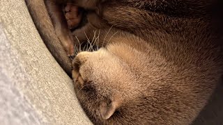 カワウソに人間の椅子を我が物顔で乗っ取られ使えなくなってしまった human chair has been taken over by otter and is no longer available