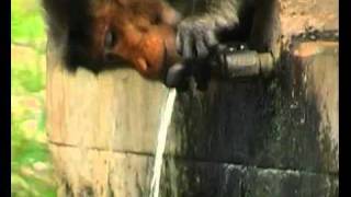 Star Monkey, Faridpur.