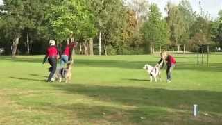 Dogdance Gruppen-Choreo