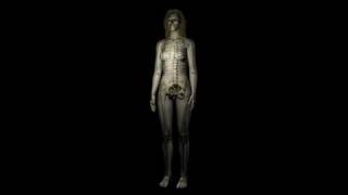 CP Biology 5 - Female Anatomy