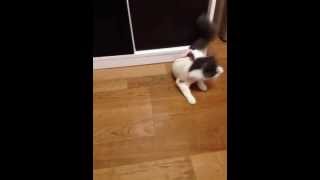 術後服を着せられて嫌がる猫の凛ちゃんは ノルウェージャンフォレストキャット Norwegian Forest Cat