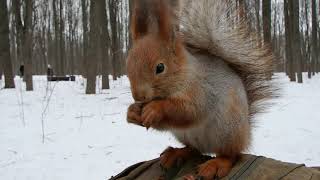 Ушастик проголодался / Ushastik is hungry