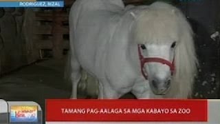 UB: Pamang pag-aalaga sa mga kabayo sa zoo