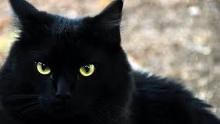 Черный кот за углом- Black cat