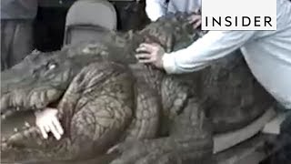 Meet Jumanji's Animatronic Crocodile