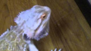Bearded Dragon Head Bobbing