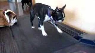 Rox on the treadmill