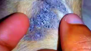 Blackheads!  Buddy's Dog Blackhead Removal!