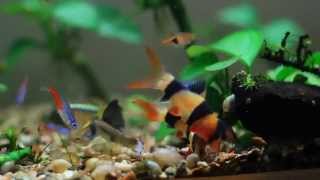 My Aquarium
