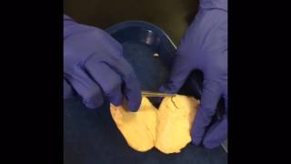 Sheep Testicle Dissection