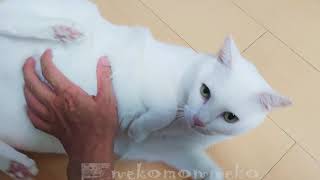 白猫攻略法、遊び方 うちの猫の場合